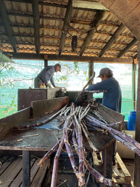 Madeira Sugar Cane Rum Tasting Experience - Booking Information