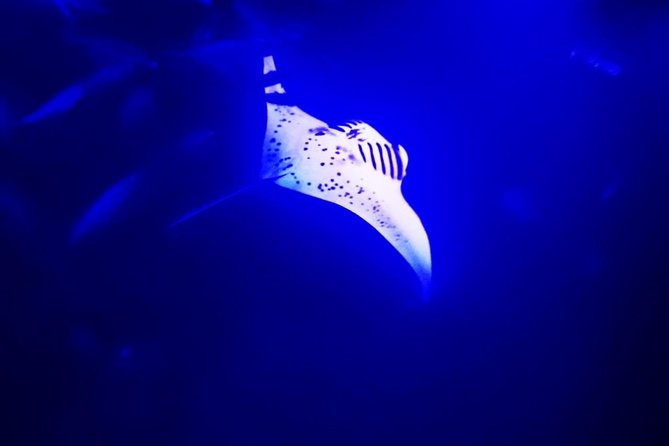 Manta Ray Night Snorkel in Kona - Inclusions