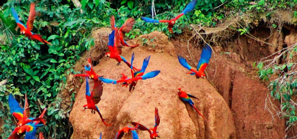 Manu Jungle Excursion 3D | Cloud Forest, Machuwasi, Parrots | - Excursion Duration and Group Size