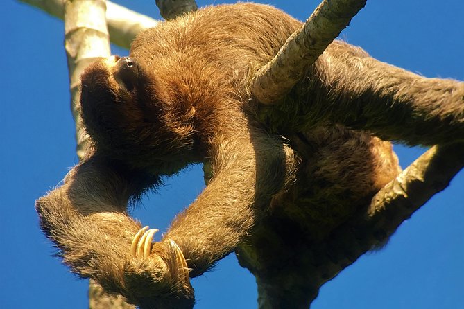 Manuel Antonio Park Tour and Its Amazing Wildlife and Beaches - Tour Options and Availability