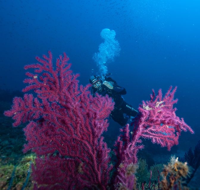 MARINA DI CAMPO: DIVING ON THE ISLAND OF ELBA AND PIANOSA - Highlights of the Diving Excursion