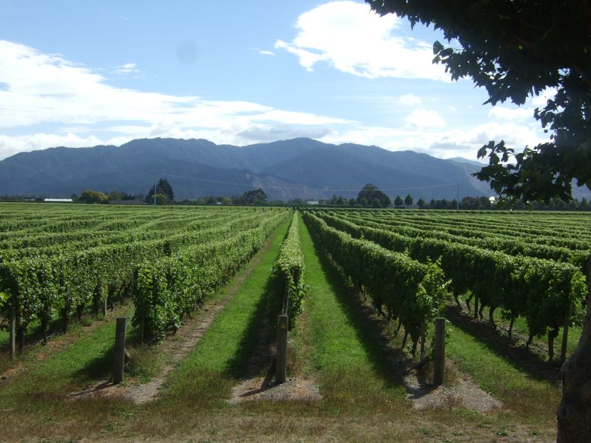 Marlborough Half-Day Wine Tour From Blenheim - Pricing and Duration