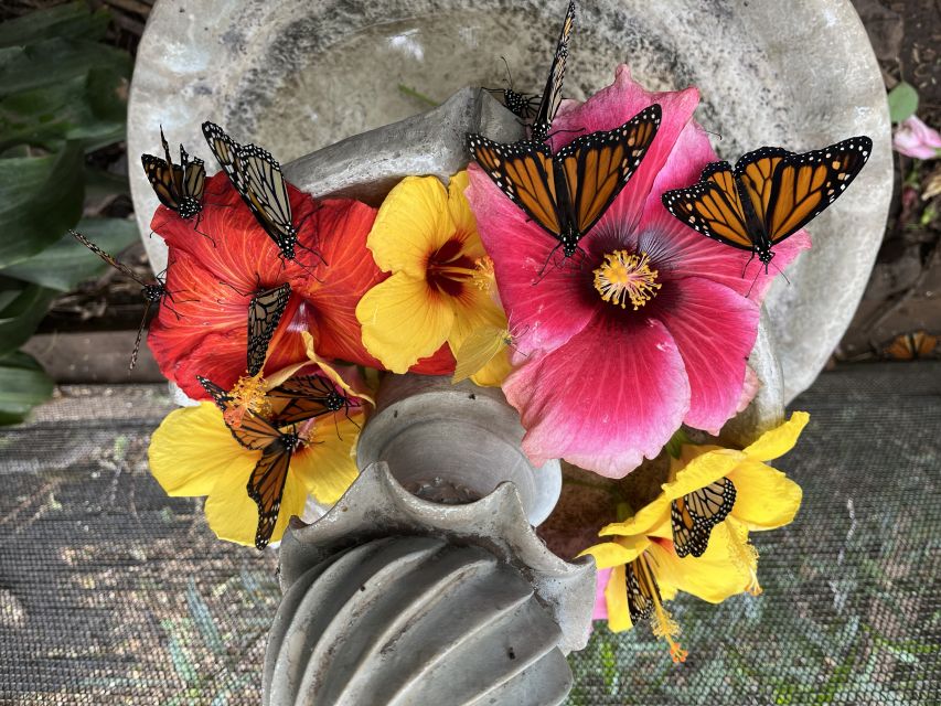 Maui: Interactive Butterfly Farm Entrance Ticket - Highlights of the Experience