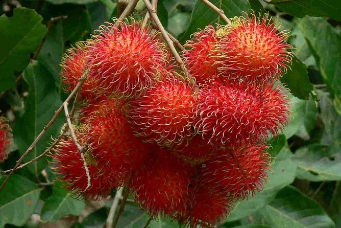 Mekong Delta 1 Day Tour With Lunch Set Menu - Pickup Options