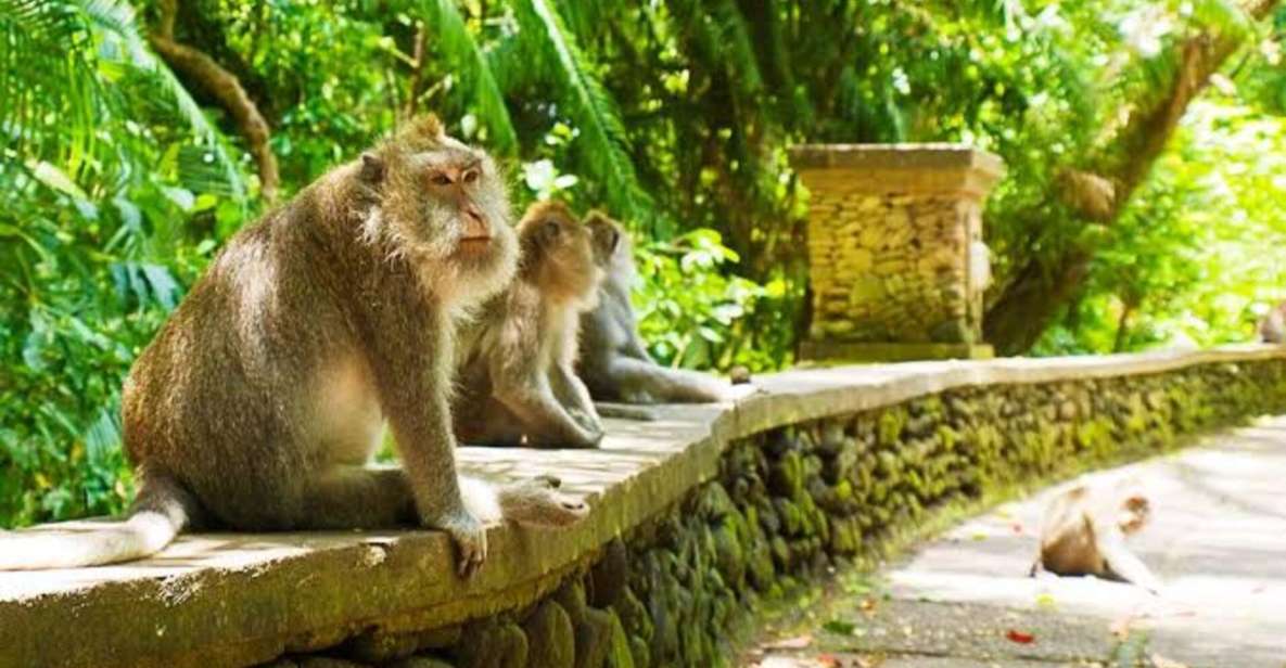 Monkey Forest, Rice Terrace, Water Temple & Waterfall Tour. - Itinerary