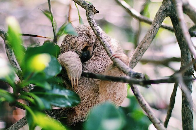 Monkeys & Sloth Hangout,Chocolate Factory,Rum Factory, Island Tour/Beach - Encountering Monkeys and Sloths