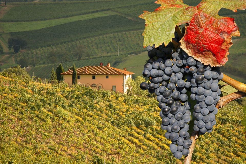 Montalcino Truffle and Wine Tasting Day Tour From Rome - Pricing and Duration