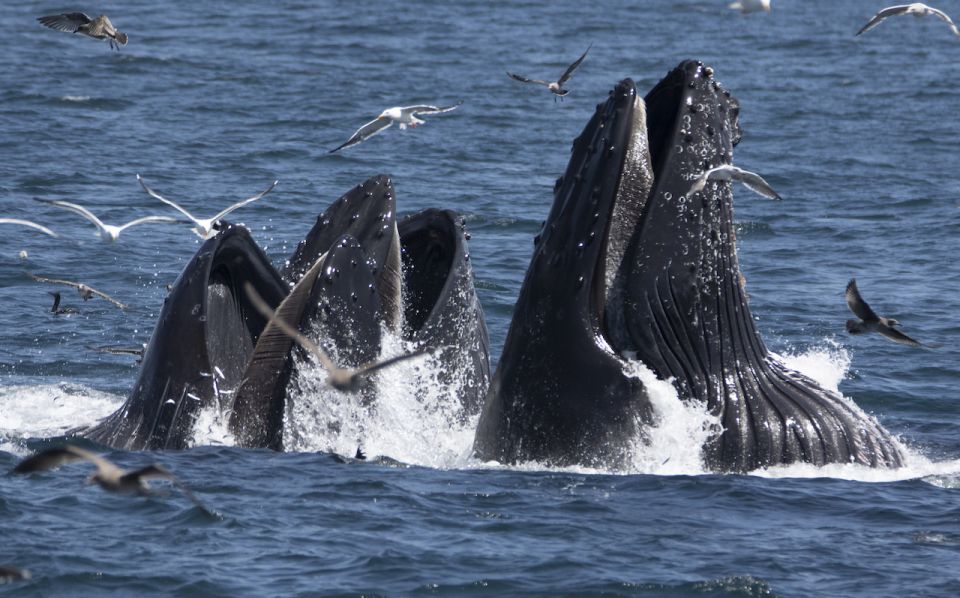 Monterey: Whale Watching Tour With a Marine Guide - Whale Watching Experience