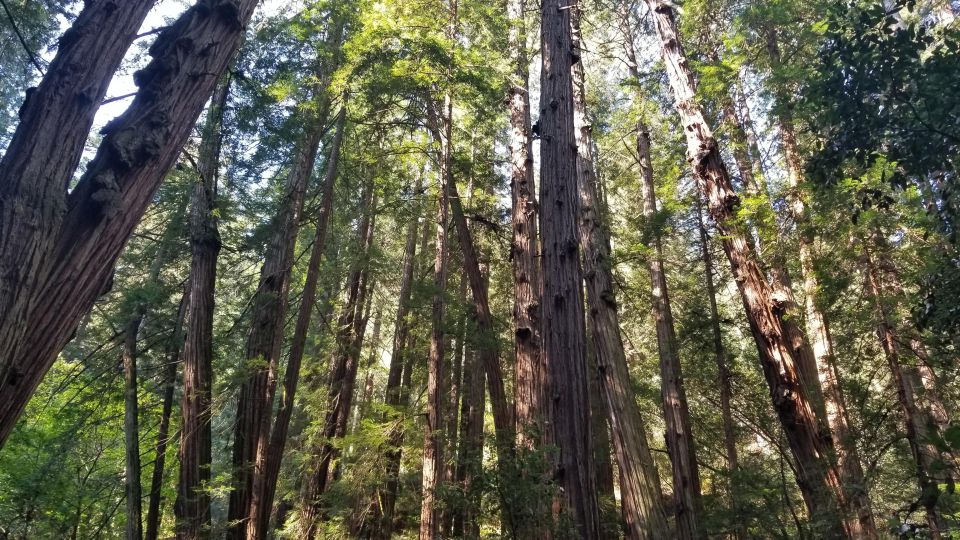 Muir Woods, Sausalito and Ferry Back to Fishermans Wharf - Pickup Locations and Confirmation