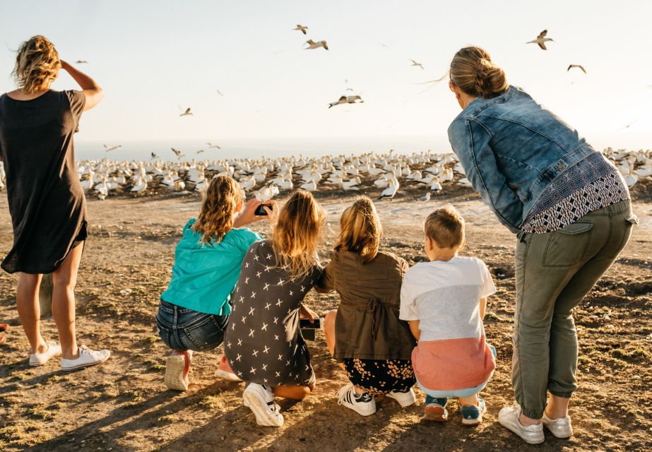 Napier: Cape Kidnappers Gannet, Nature & Sightseeing Tour - Experience Highlights