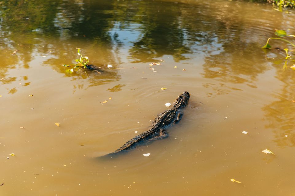 New Orleans: Guided Swamp Cruise by Tour Boat - Highlights of the Cruise