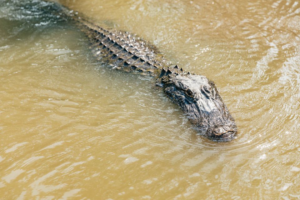 New Orleans: High Speed 9 Passenger Airboat Tour - Swamp Exploration