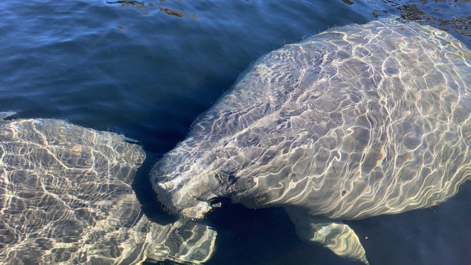 New Smyrna: Half-Day Guided SUP or Kayak Waterways Tour - Tour Details