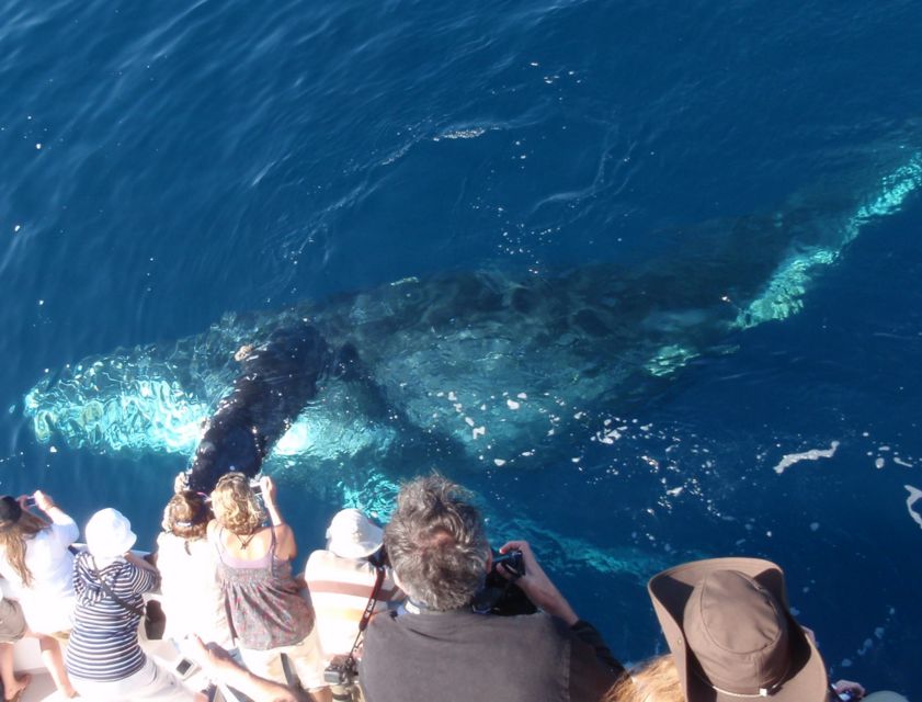 Newport Beach: Year-Round Whale Watching Cruise - Ship Features and Amenities