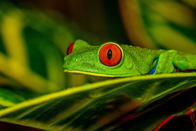 Night Tour Through the Tropical Forest at Tifakara - Unique Wildlife Encounters