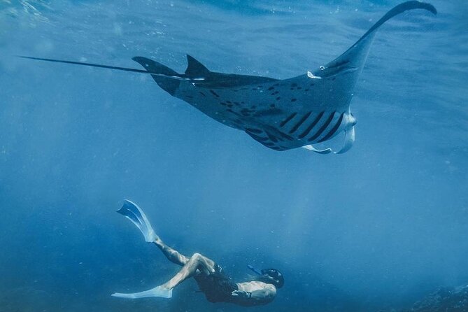 NNUSA Penida: Snorkeling at 2 - 4 Spots, Manta Point or Manta Bay - Snorkeling Experience Highlights