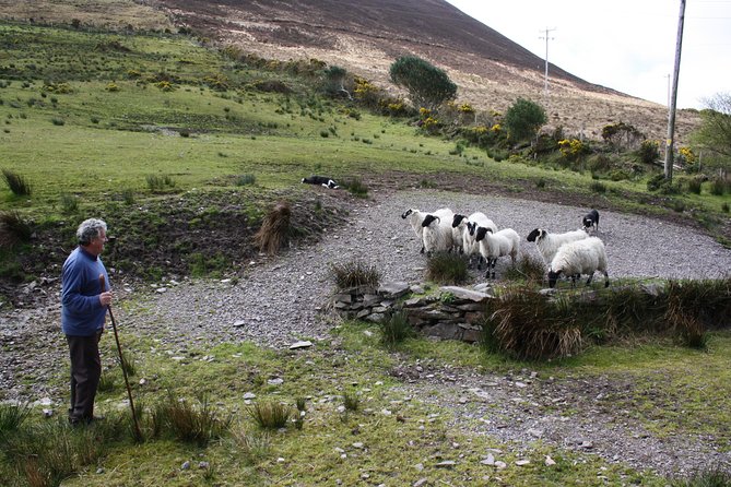 NO 1 Ring of Kerry Tour Inc Killarney Lakes & National Park - Review Highlights