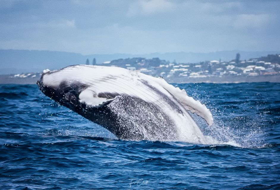 Noosa: Humpback Whale Watching Tour - Booking Information