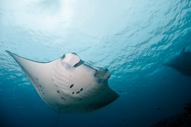 Nusa Penida Two Dives Trip for Certified Divers - Included in the Package