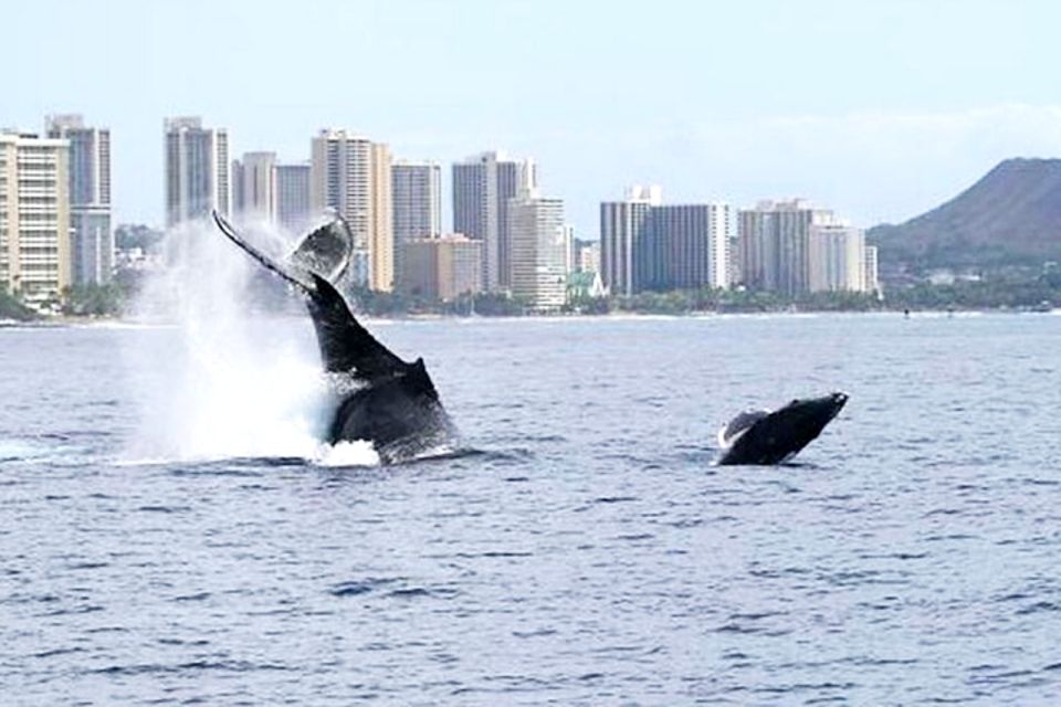 Oahu: Honolulu Whale Watching Cruise - Cruise Details