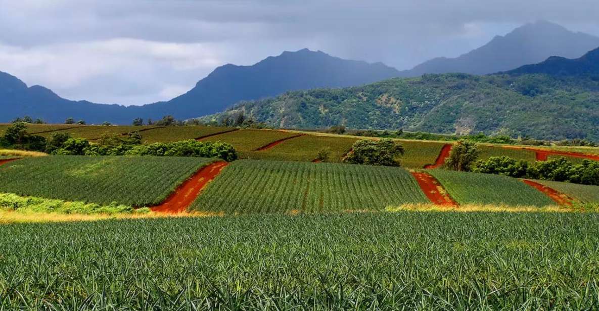 Oahu: North Shore Dole Pineapple Farm Tour - Pickup Locations and Times