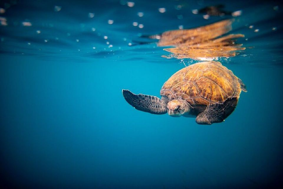 Oahu: North Shore Haleʻiwa: Private Boat Charter - Experience Highlights