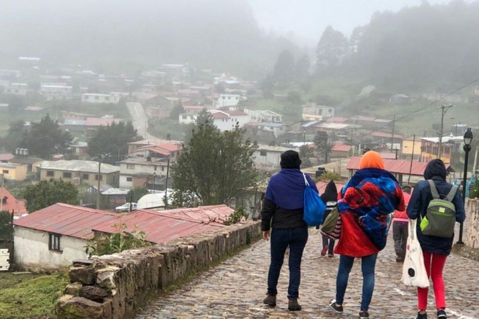 Oaxaca: Forest and Nature Walking Experience - Guide Languages and Group Type