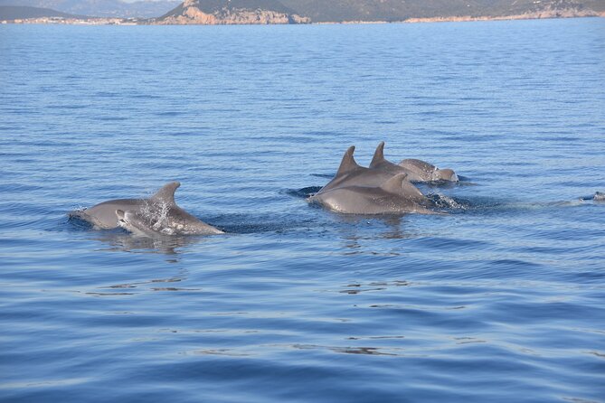 Observation of Dolphins and Snorkeling in a Rubber Boat in Olbia - Favorite Location for Bottlenose Dolphins