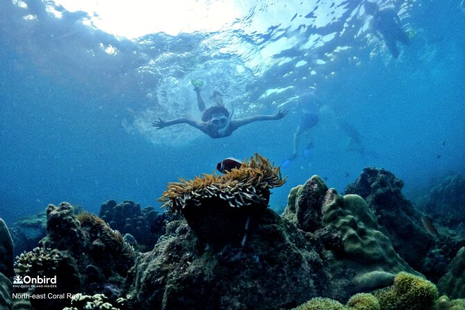 Onbird - PRIVATE ADVENTURE SNORKELING - Explore Half-Moon Reef & Coral Mountain - Snorkeling at Coral Reefs