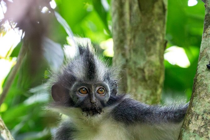 Orangutan Jungle Trek: 3 Day Adventure in Bukit Lawang, Sumatra - Encounter Orangutans in Their Natural Habitat