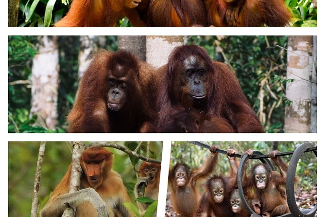 Orangutan Tour Tanjung Puting 3D2N - Included in the Package