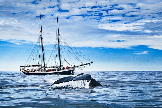 Original Carbon Neutral Whale Watching Tour From Húsavík - Inclusions in the Tour Package