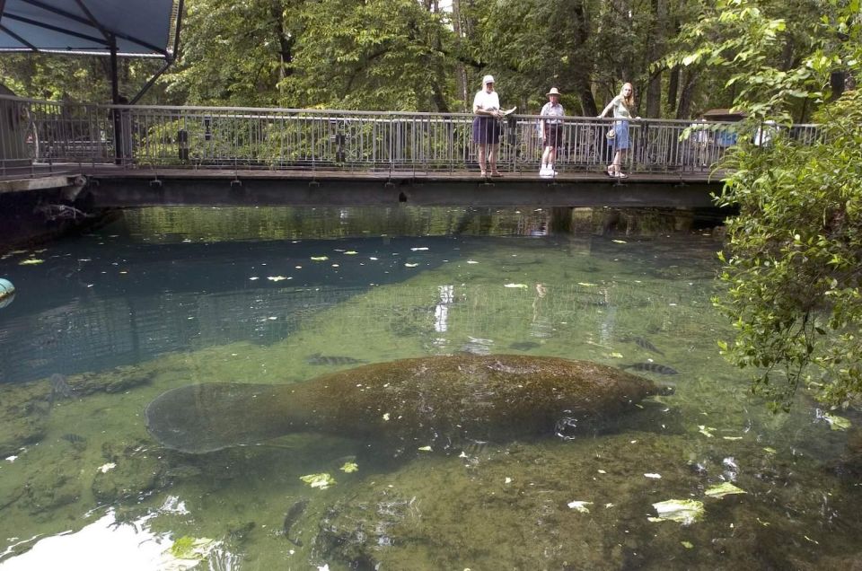 Orlando: Swim With Manatees and Homosassa State Park Visit - Manatee Experience