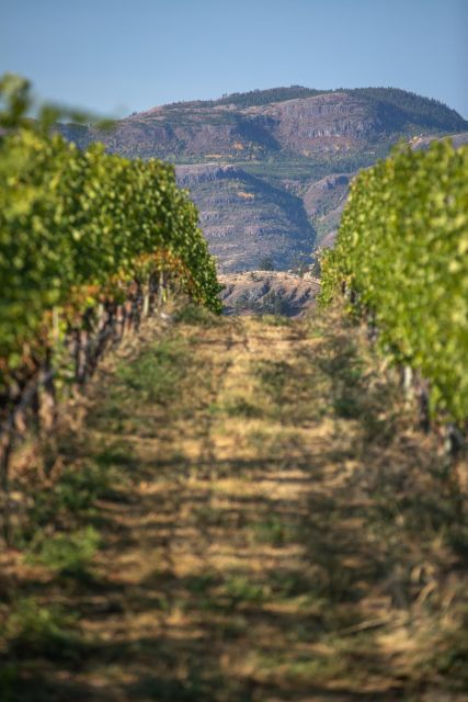 Osoyoos: Osoyoos Full Day Guided Wine Tour - Highlights of the Tour