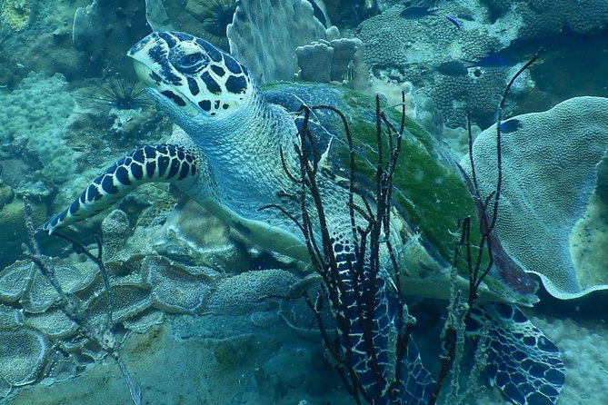 PADI Discover Scuba Dive Experience - Meeting and Pickup Arrangements