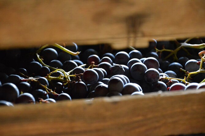 Pagus Wine Tours® - a Taste of Valpolicella - Half Day Wine Tour - Inclusions