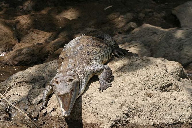 Palo Verde Boat Safari - Birdwatching Highlights