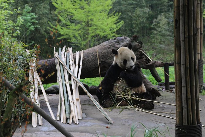 Panda Tour Chengdu Base Dujingyan Center Option Panda Volunteer - Pandas at Chengdu Research Base