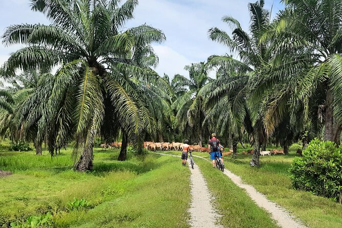 Penang Countryside Small Group Cycling Tour by Matahari - Whats Included