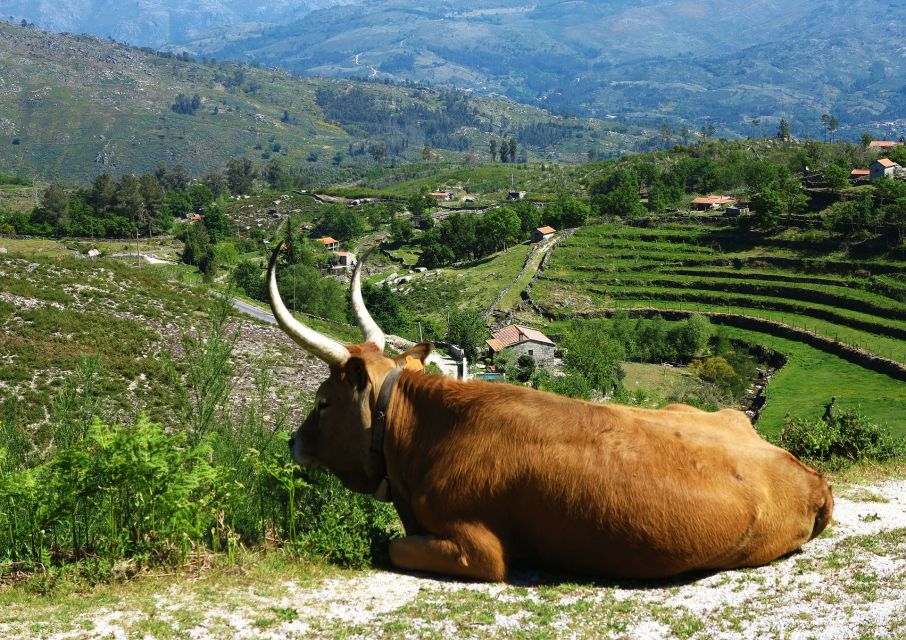 Peneda-Gerês: Full-Day Premium Tour - Cancellation Policy