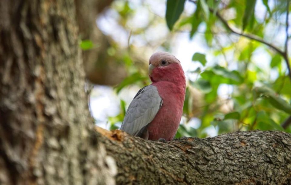 Perth: Kings Park Botanicals & Beyond Guided Hike - Highlights