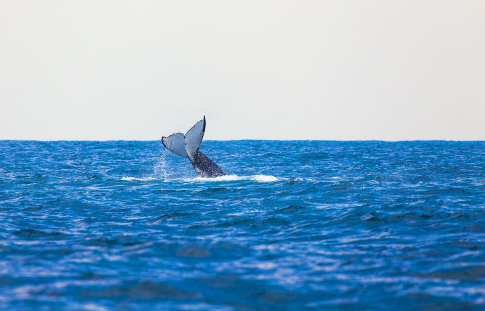 Perth: Whale Watching Cruise From Hillarys Boat Harbor - Experience Highlights