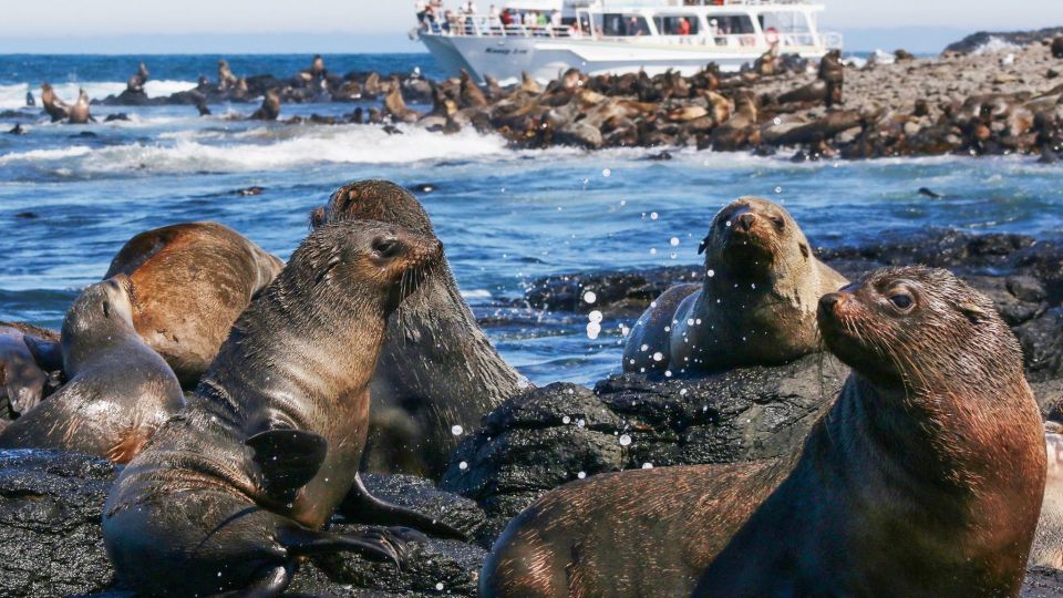 Phillip Island: Whale Watching Boat Tour - Experience Description