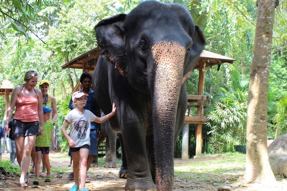 Phuket: Ethical Elephant Sanctuary Experience - Elephant History and Behavior