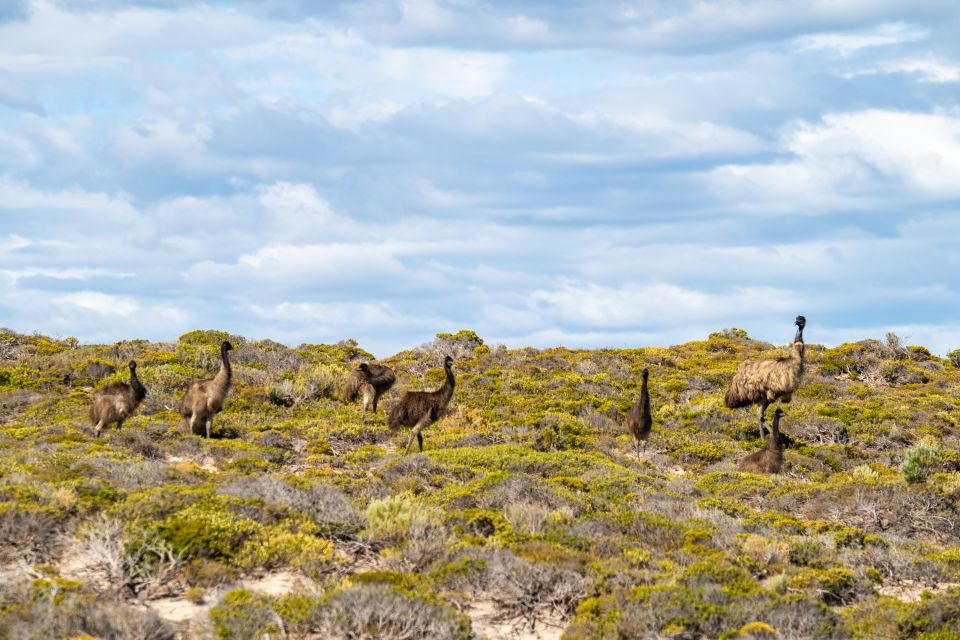 Port Lincoln: Lincoln National Park Sunset Sand Dunes Tour - Experience Highlights