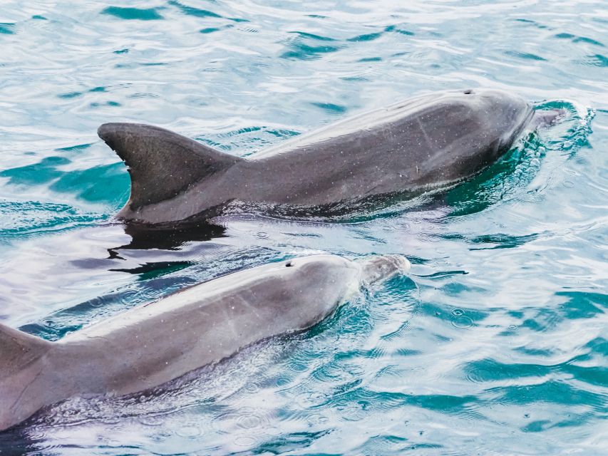 Port Stephens: Dolphin Watching Cruise - Booking Information