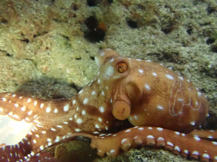 Porto Santo: Private Night Snorkeling Tour - Inclusions