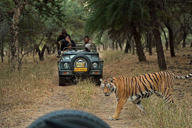 Private 6-Day Ranthambhore Tiger Tour Including Delhi, Agra and Jaipur - Transportation and Guides