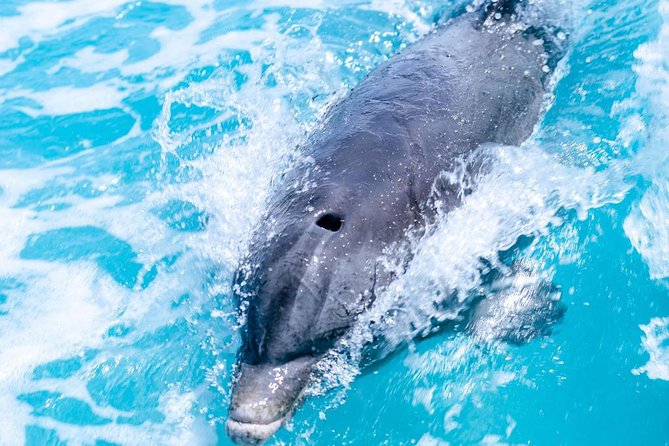Private Boat Tours to Outer Islands, Snacks Drinks- Snorkel- Cruise! - Snorkeling Equipment Provided