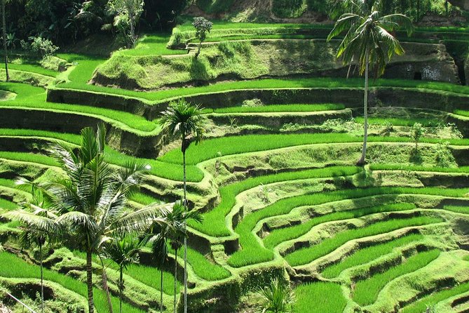 Private Custom Tour: Bali in a Day - Pickup and Drop-off Details